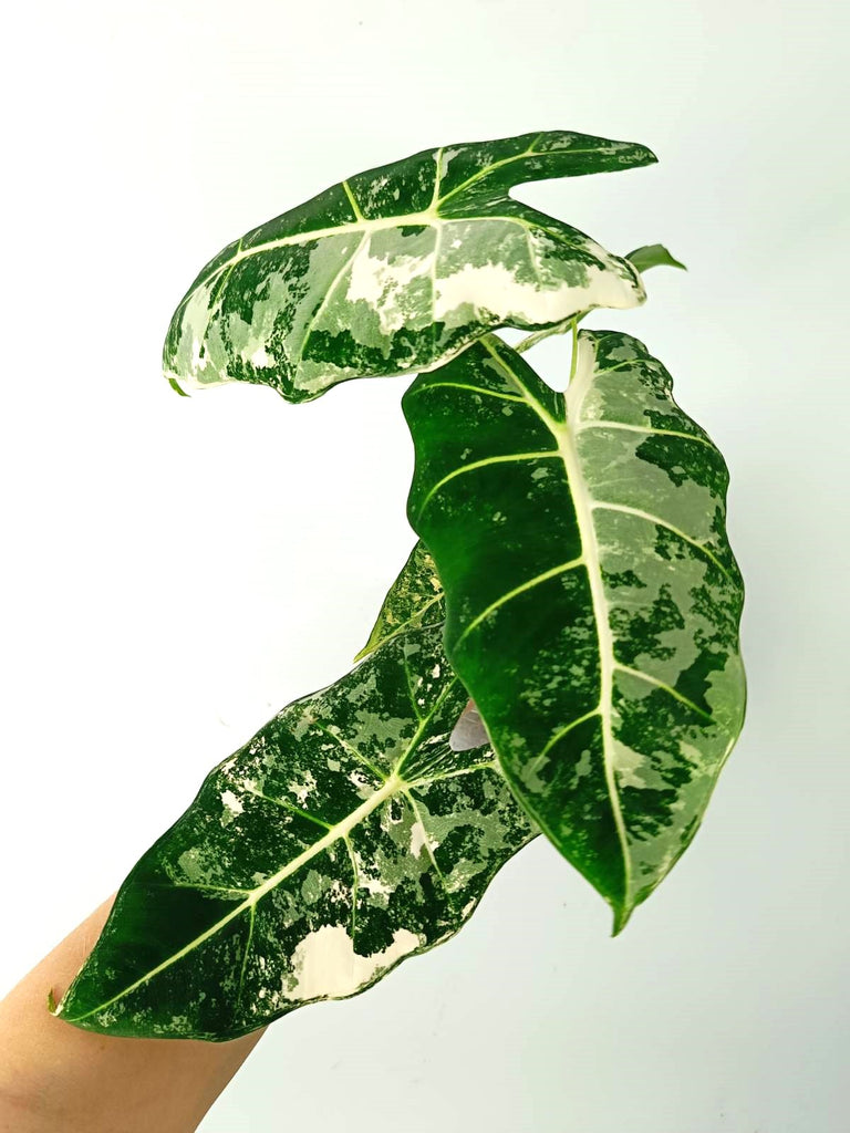 Alocasia micholitziana frydek variegata