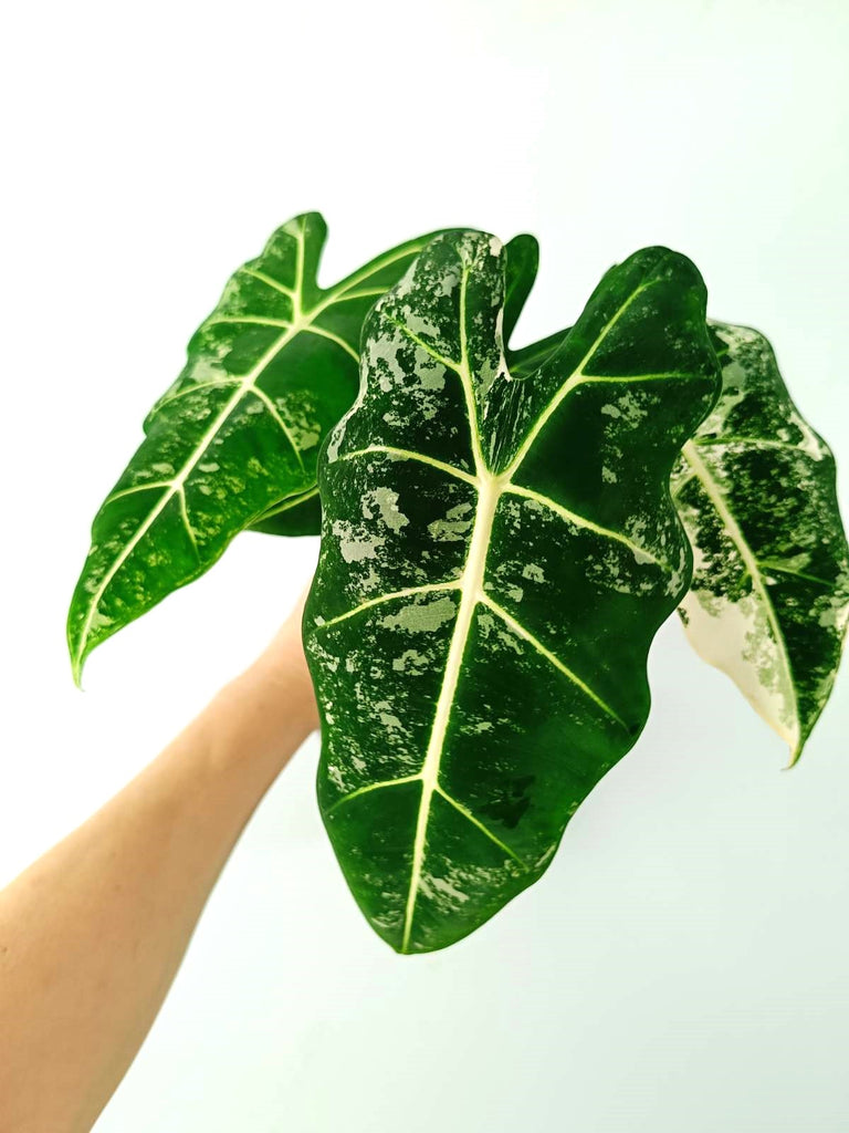 Alocasia micholitziana frydek variegata