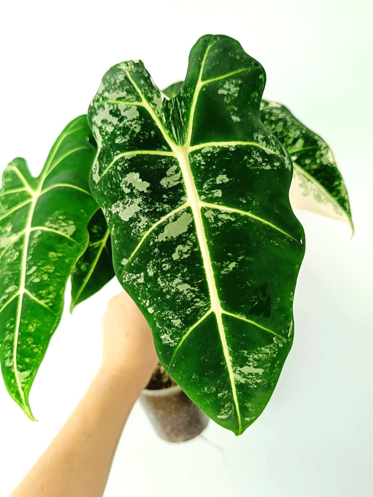 Alocasia micholitziana frydek variegata