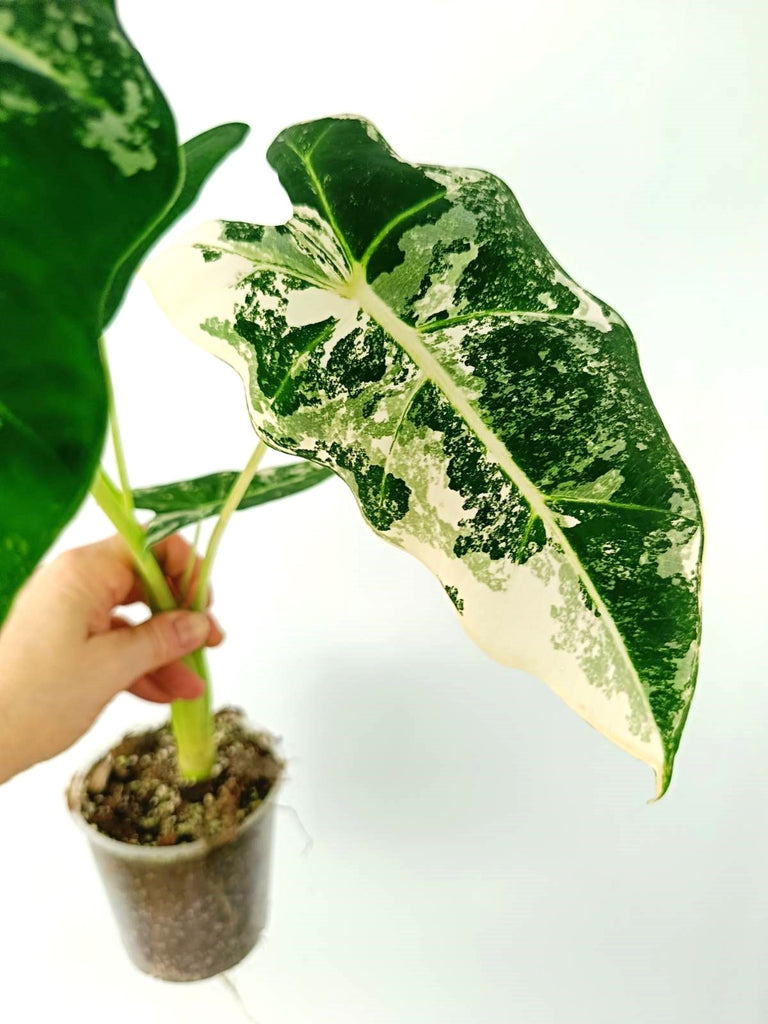 Alocasia micholitziana frydek variegata