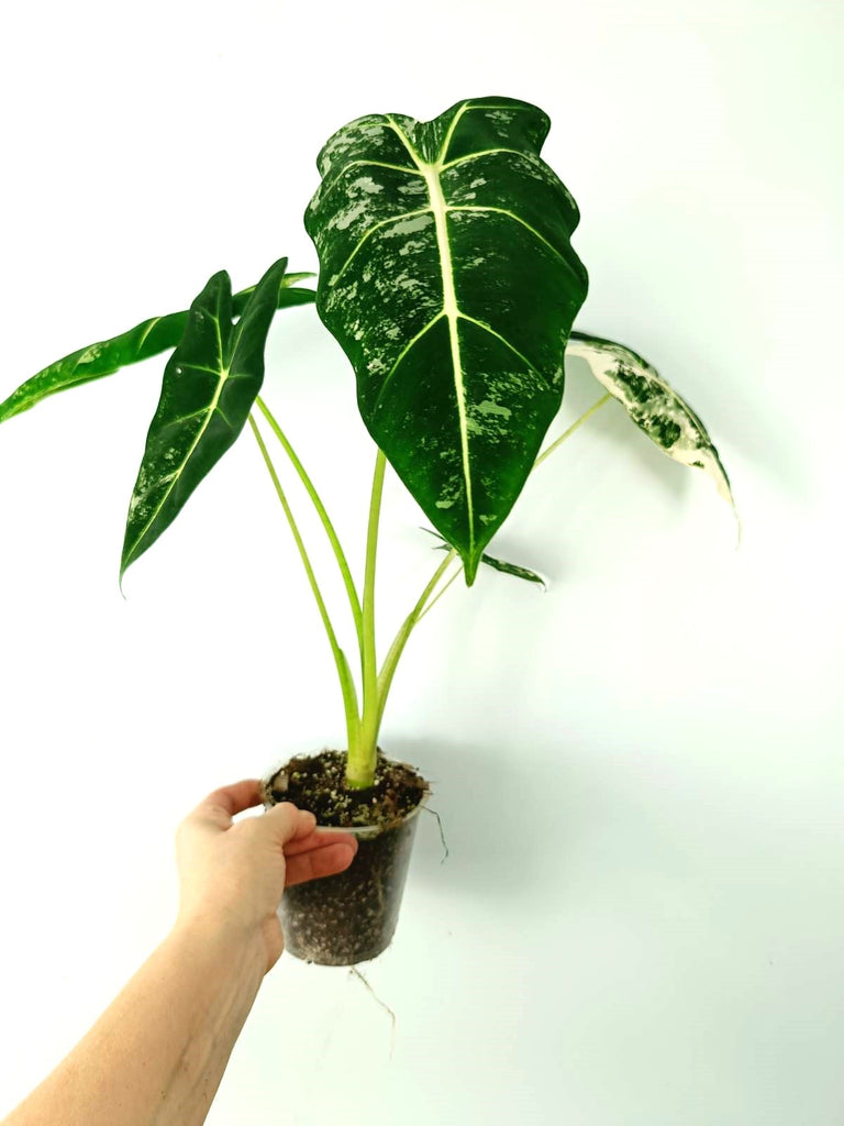 Alocasia micholitziana frydek variegata