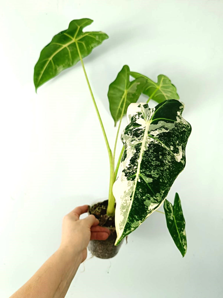 Alocasia micholitziana frydek variegata