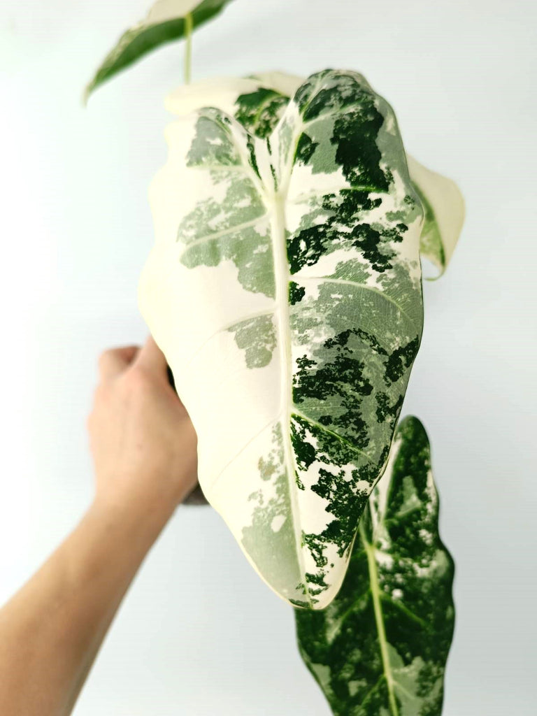 Alocasia micholitziana frydek variegata