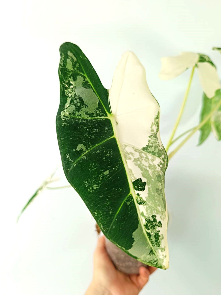 Alocasia micholitziana frydek variegata