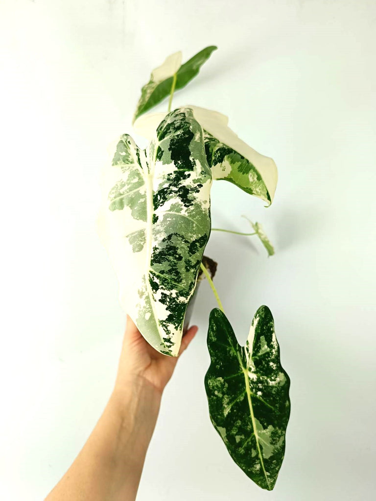 Alocasia micholitziana frydek variegata