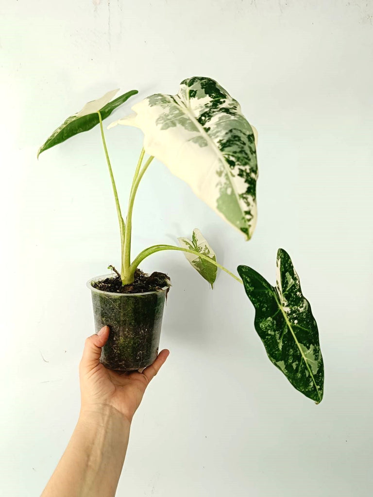 Alocasia micholitziana frydek variegata