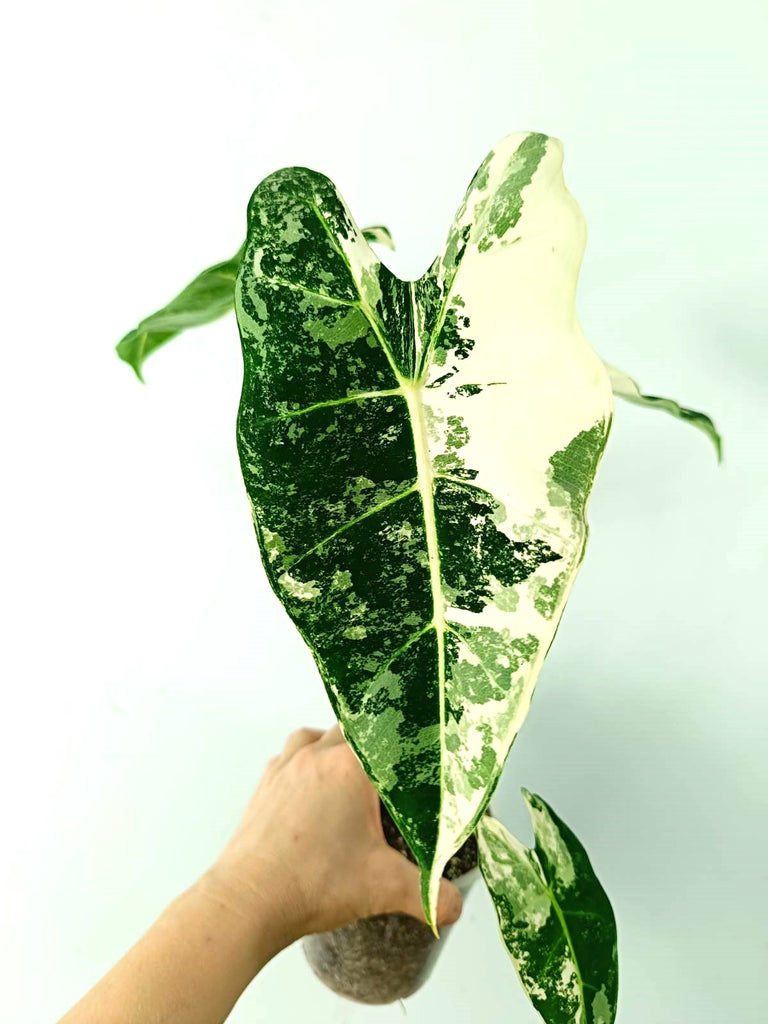 Alocasia micholitziana frydek variegata