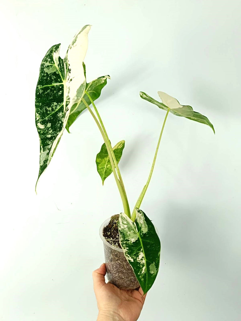 Alocasia micholitziana frydek variegata