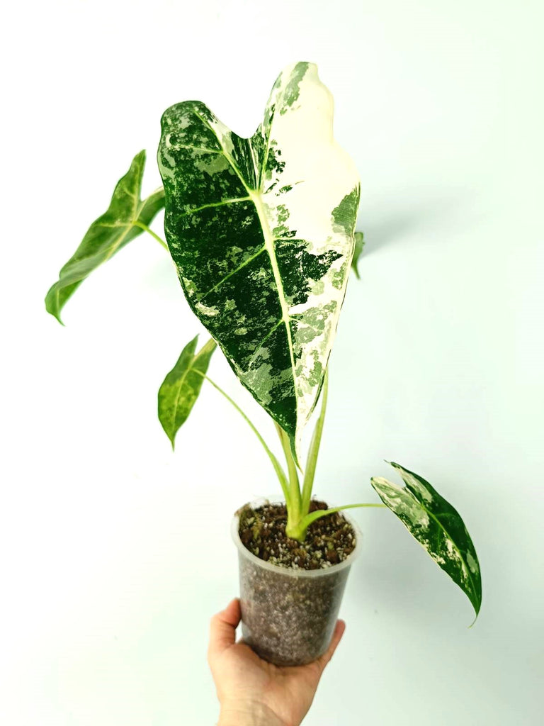 Alocasia micholitziana frydek variegata