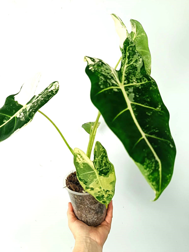 Alocasia micholitziana frydek variegata