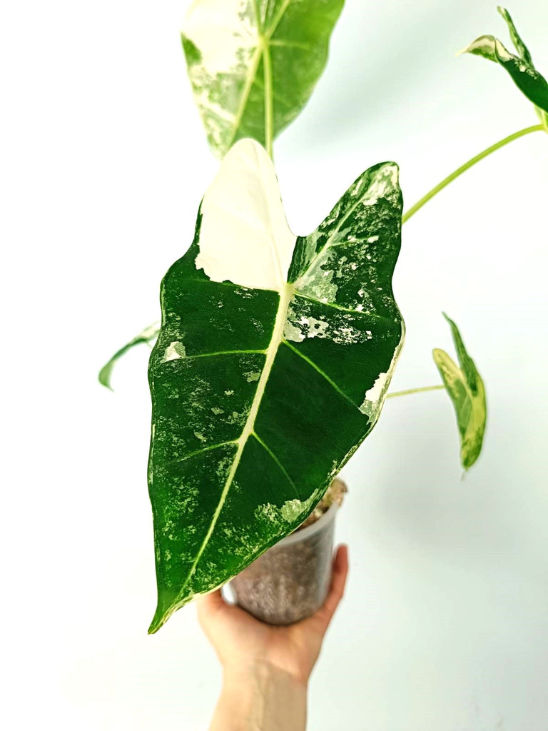 Alocasia micholitziana frydek variegata