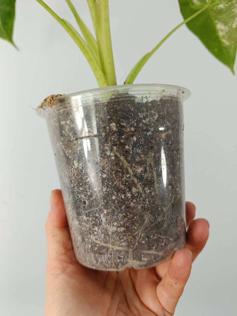 Alocasia micholitziana frydek variegata