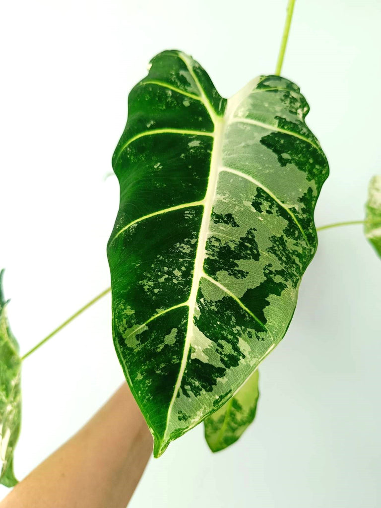 Alocasia micholitziana frydek variegata