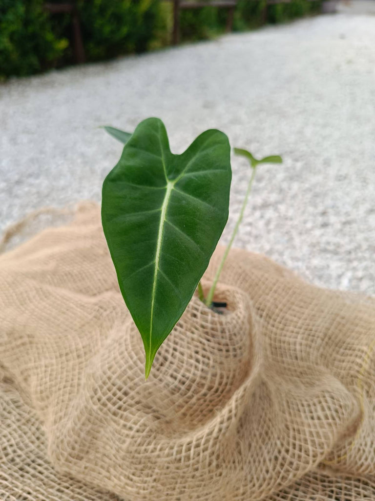 Alocasia micholitziana frydek for FREE 