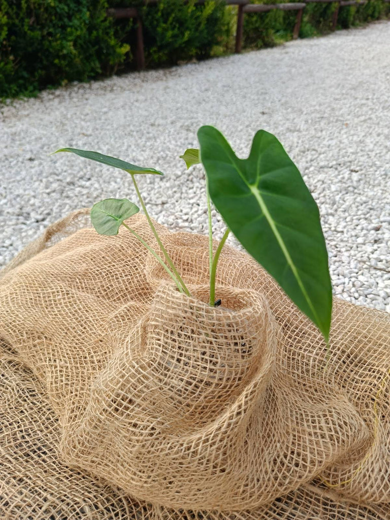 Alocasia micholitziana frydek for FREE 