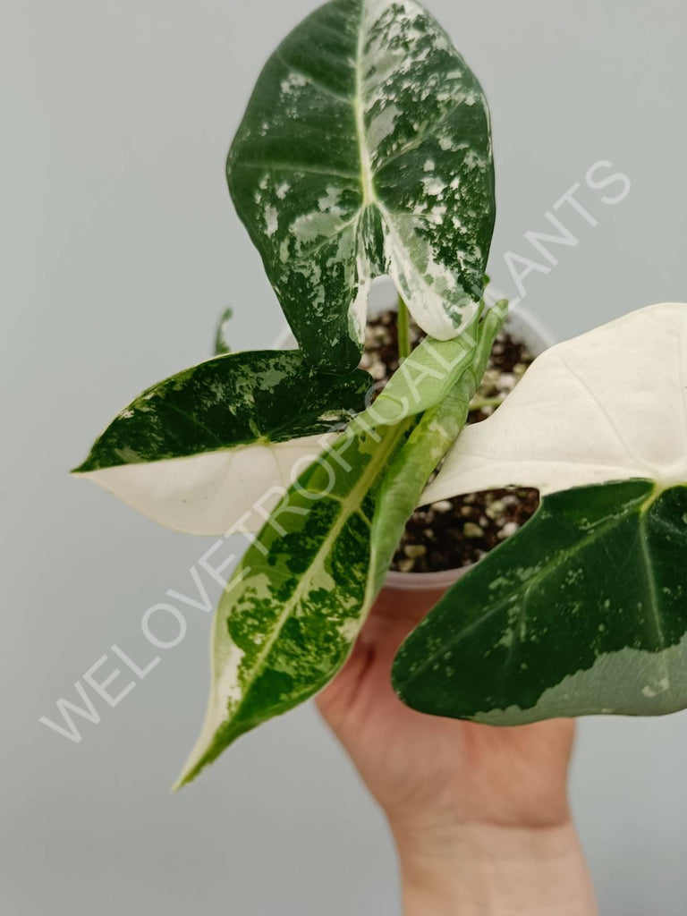 Alocasia micholitziana frydek variegata