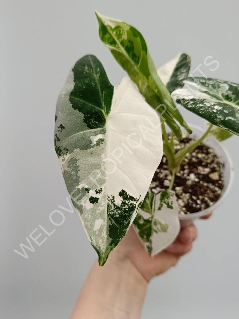 Alocasia micholitziana frydek variegata