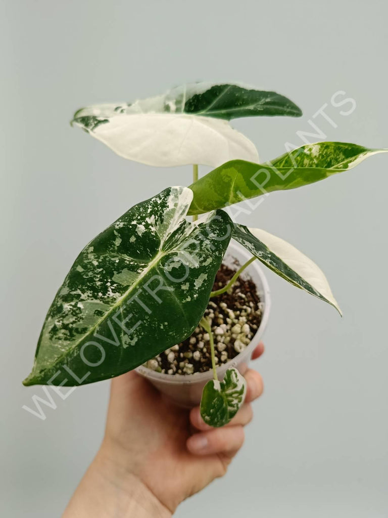 Alocasia micholitziana frydek variegata