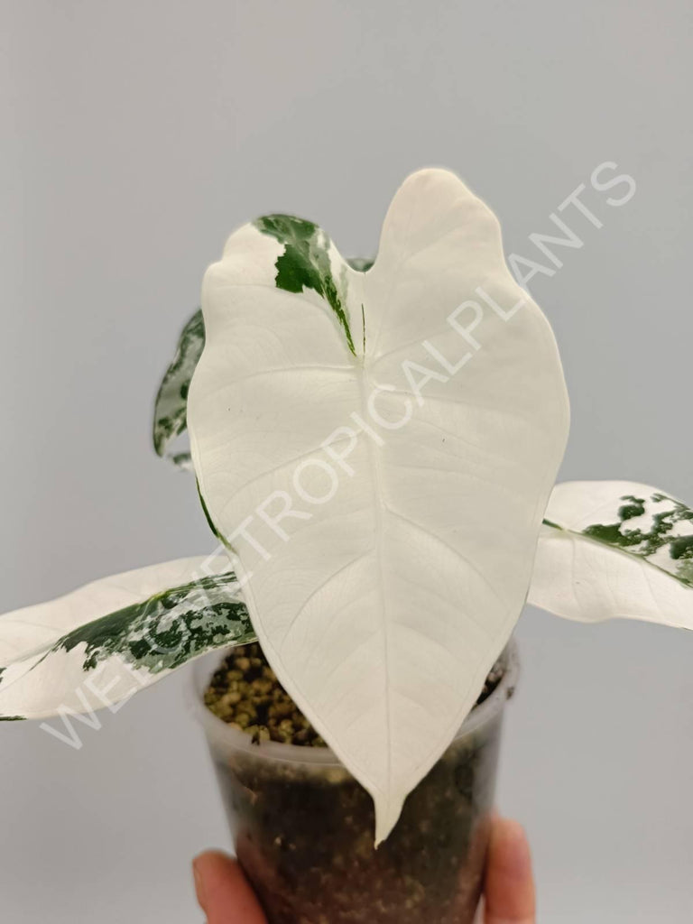 Alocasia micholitziana frydek variegataAlocasia micholitziana frydek variegata