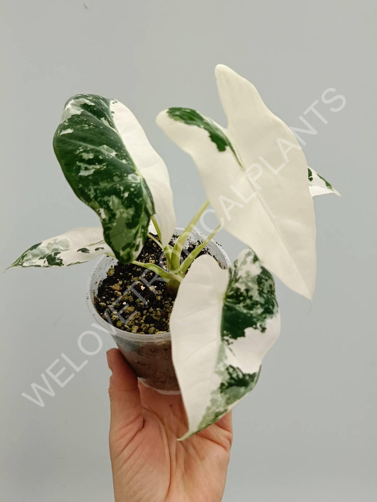 Alocasia micholitziana frydek variegata