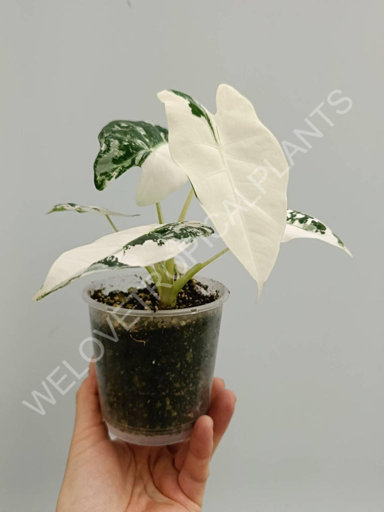 Alocasia micholitziana frydek variegata