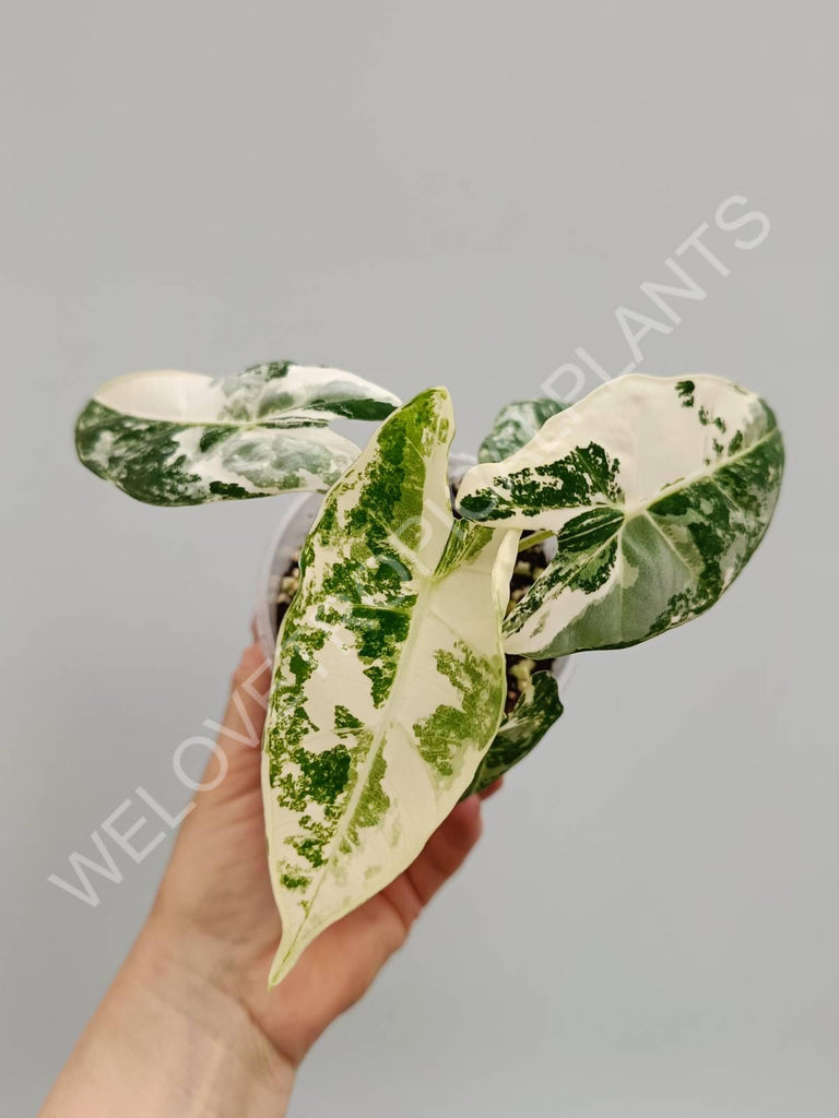 Alocasia micholitziana frydek variegata