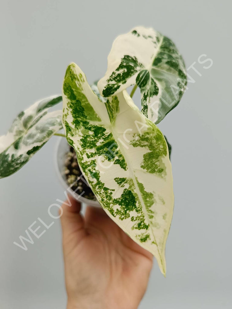 Alocasia micholitziana frydek variegata