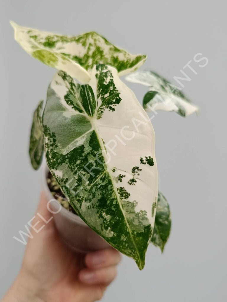 Alocasia micholitziana frydek variegata