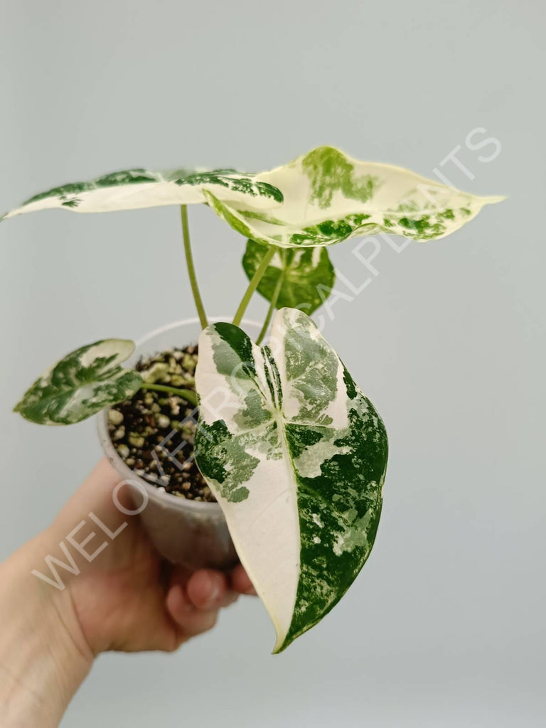 Alocasia micholitziana frydek variegata