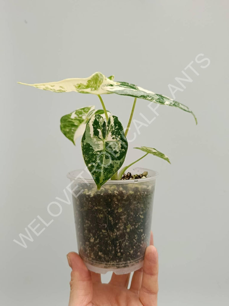 Alocasia micholitziana frydek variegata