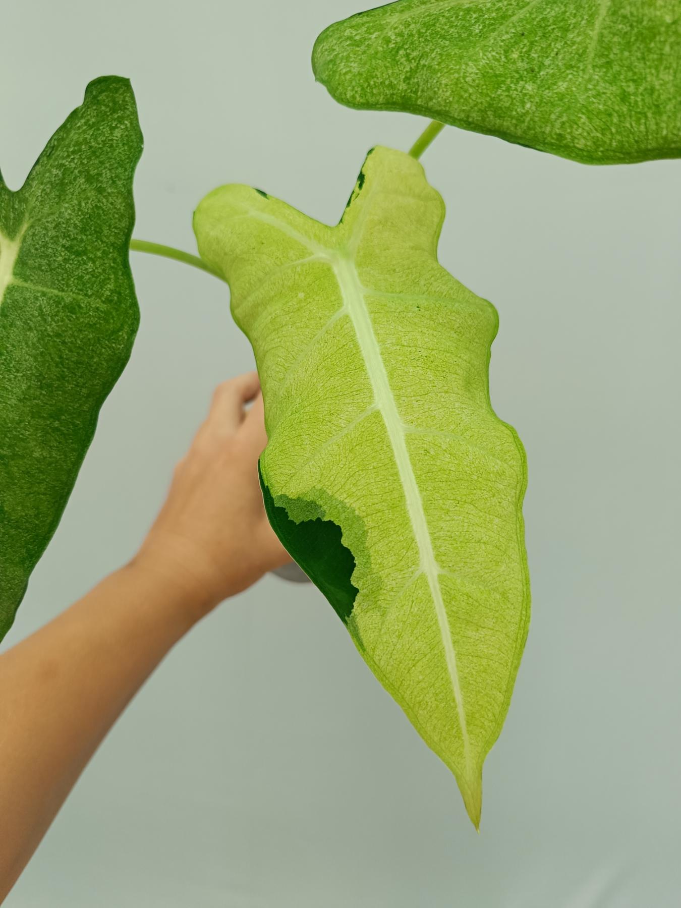 philodendron frydek Alocasia Frydek Mint Variegata