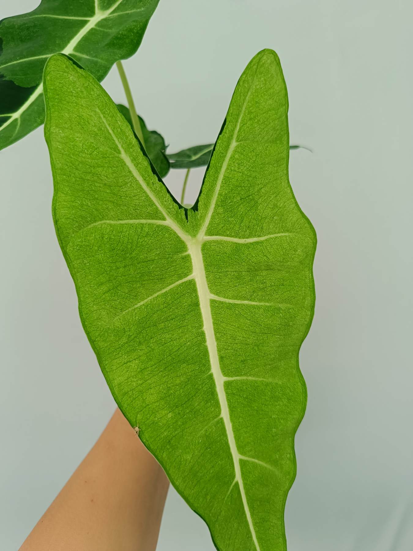 Alocasia Frydek Mint Variegata