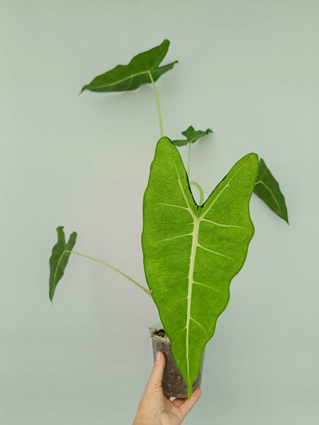Alocasia Frydek Mint Variegata