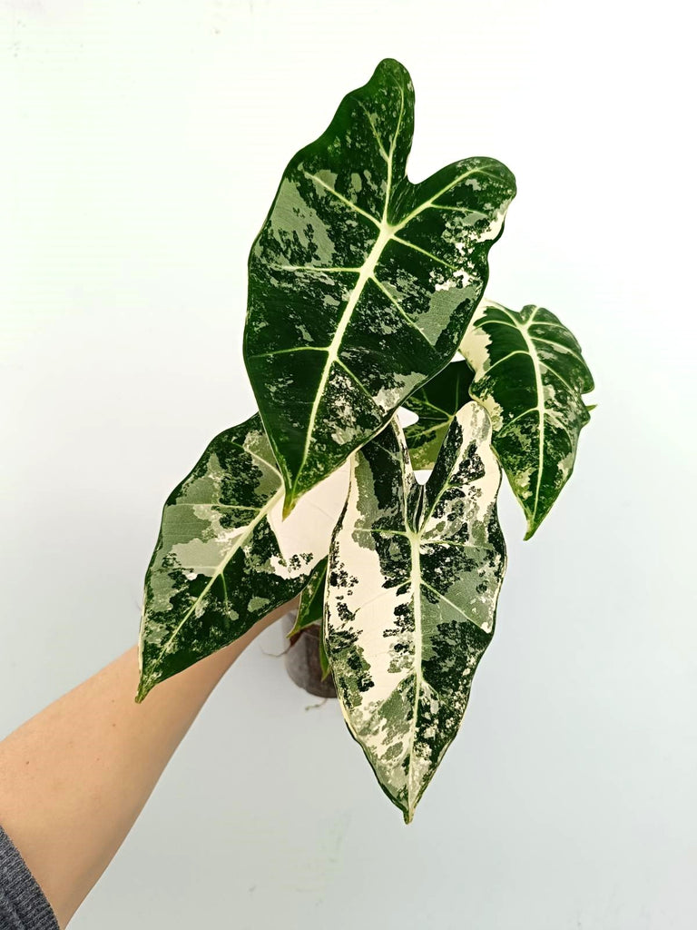 Alocasia micholitziana frydek variegata
