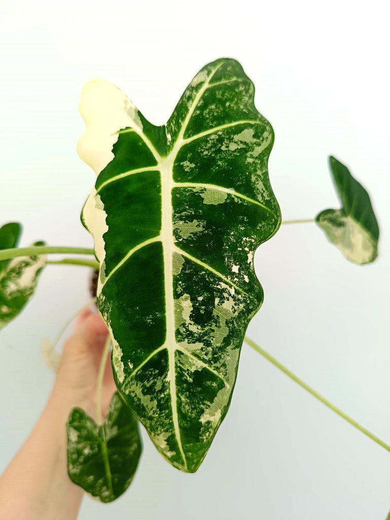 Alocasia micholitziana frydek variegata
