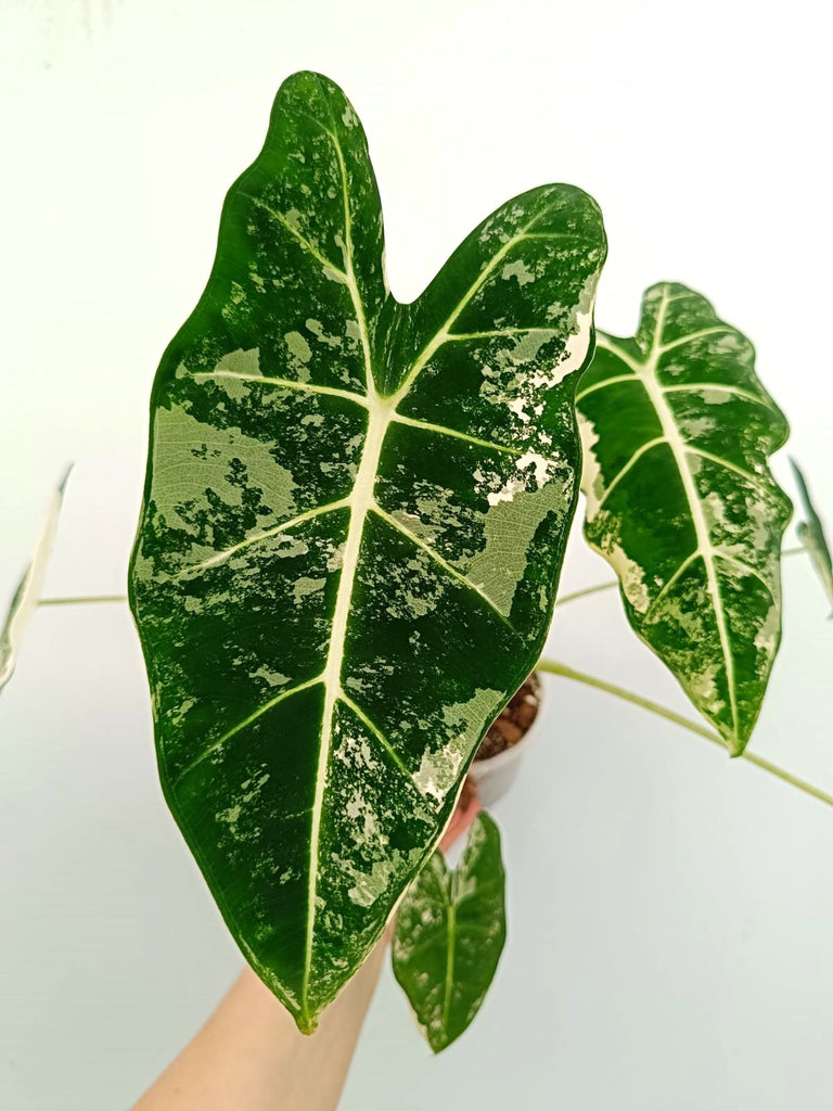 Alocasia micholitziana frydek variegata
