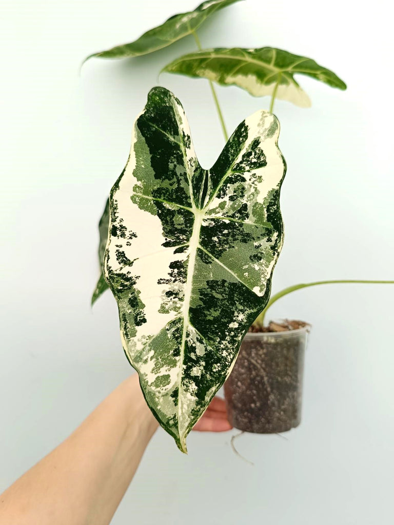 Alocasia micholitziana frydek variegata
