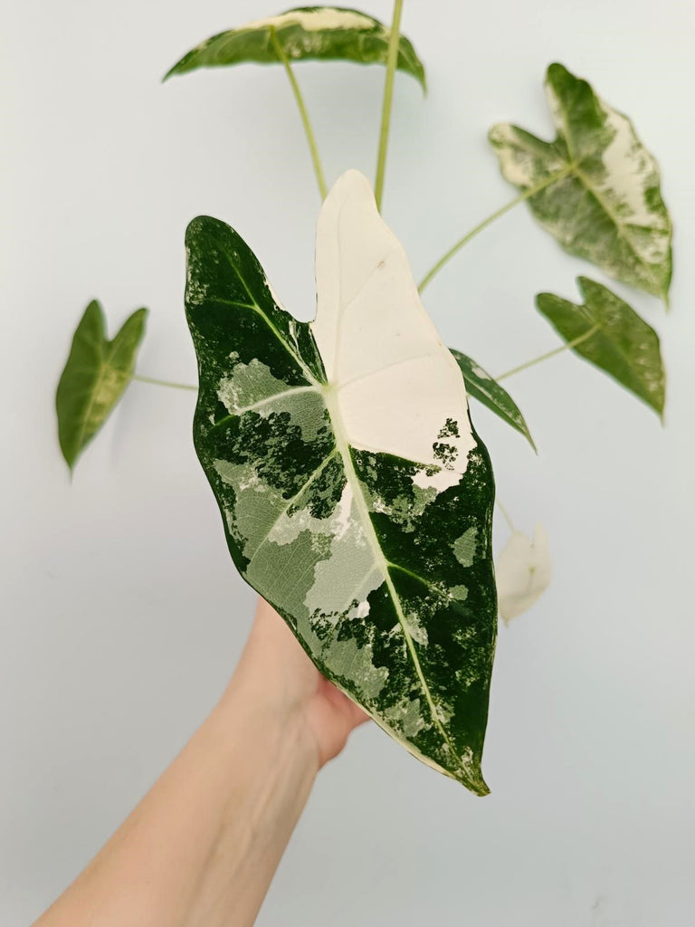 Alocasia micholitziana frydek variegata
