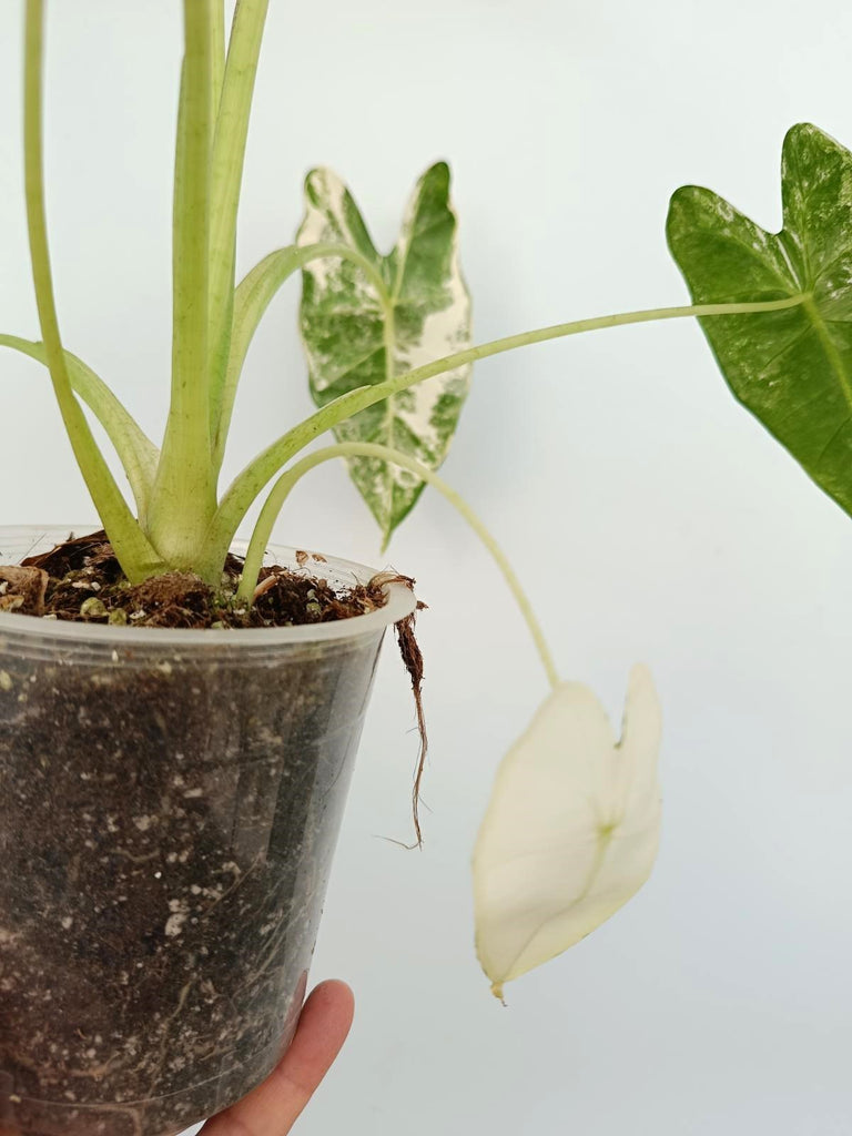 Alocasia micholitziana frydek variegata
