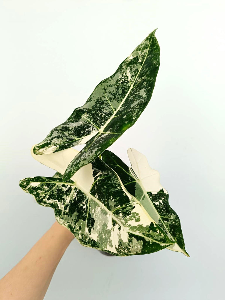 Alocasia micholitziana frydek variegata
