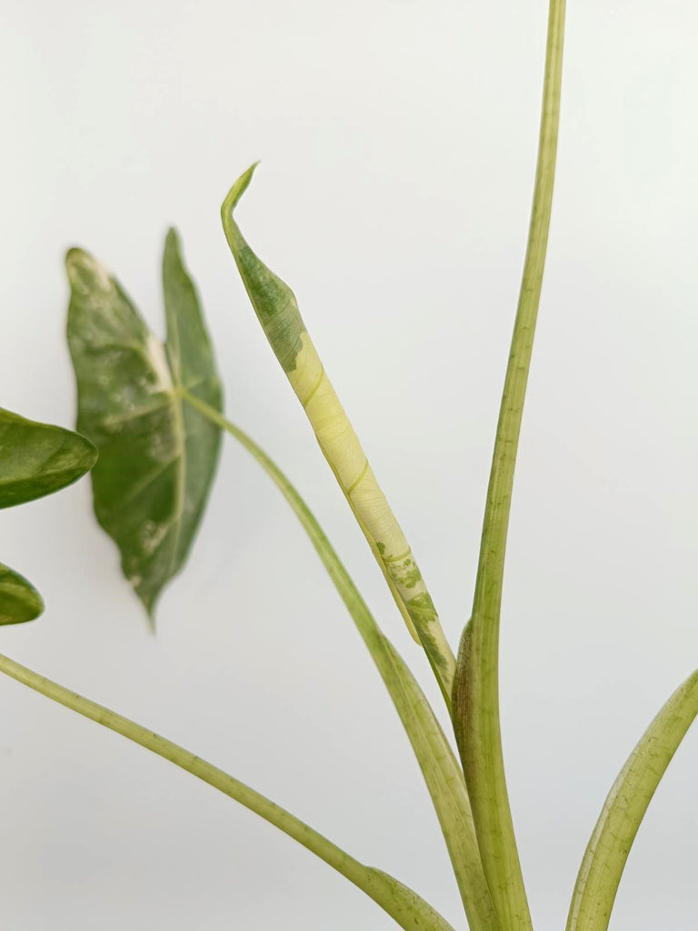 Alocasia micholitziana frydek variegata
