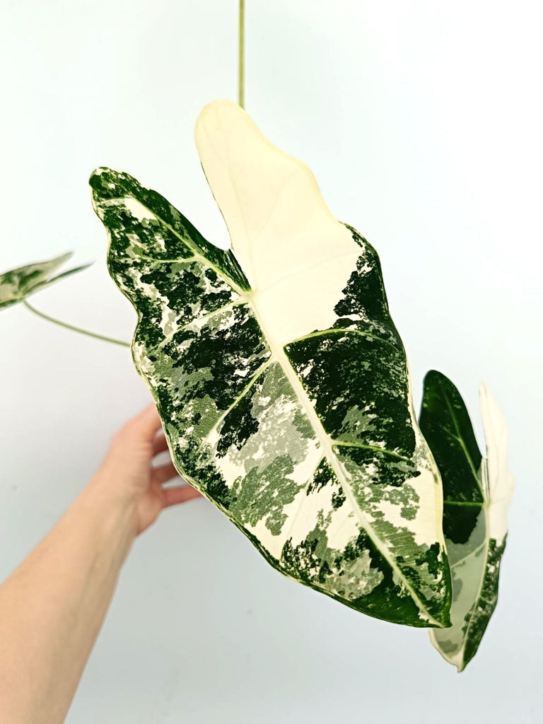 Alocasia micholitziana frydek variegata
