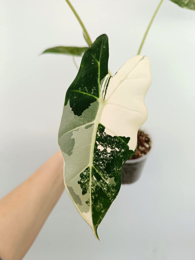 Alocasia micholitziana frydek variegata
