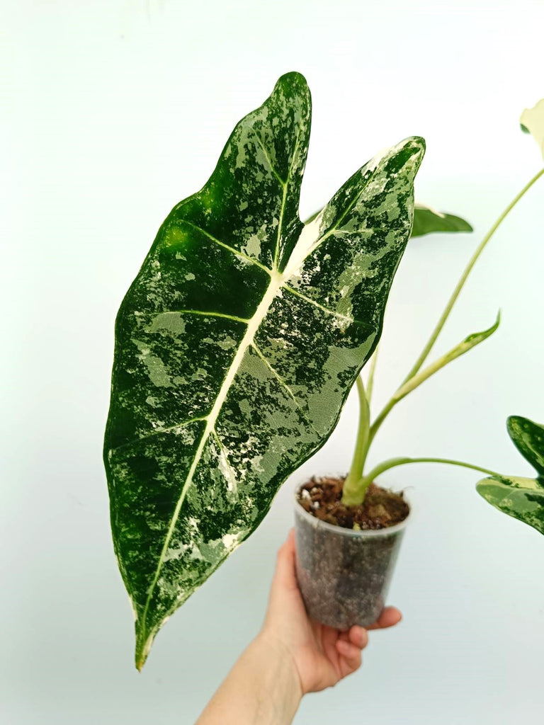 Alocasia micholitziana frydek variegata
