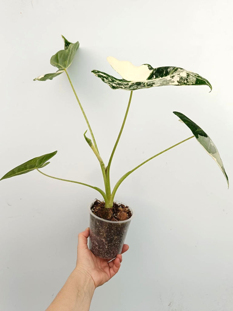 Alocasia micholitziana frydek variegata
