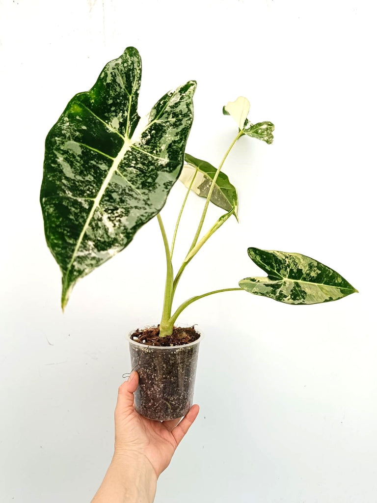 Alocasia micholitziana frydek variegata
