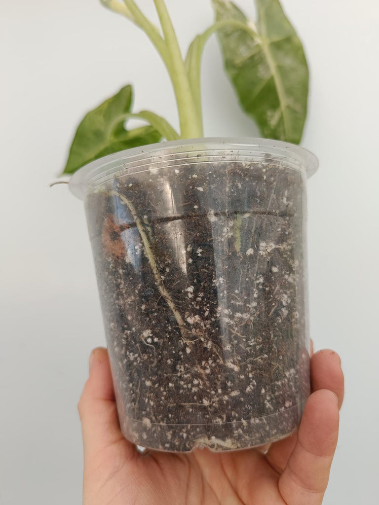 Alocasia micholitziana frydek variegata
