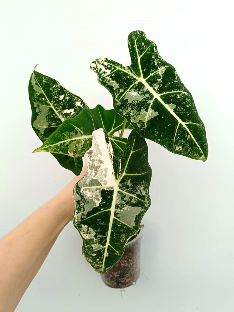 Alocasia micholitziana frydek variegata
