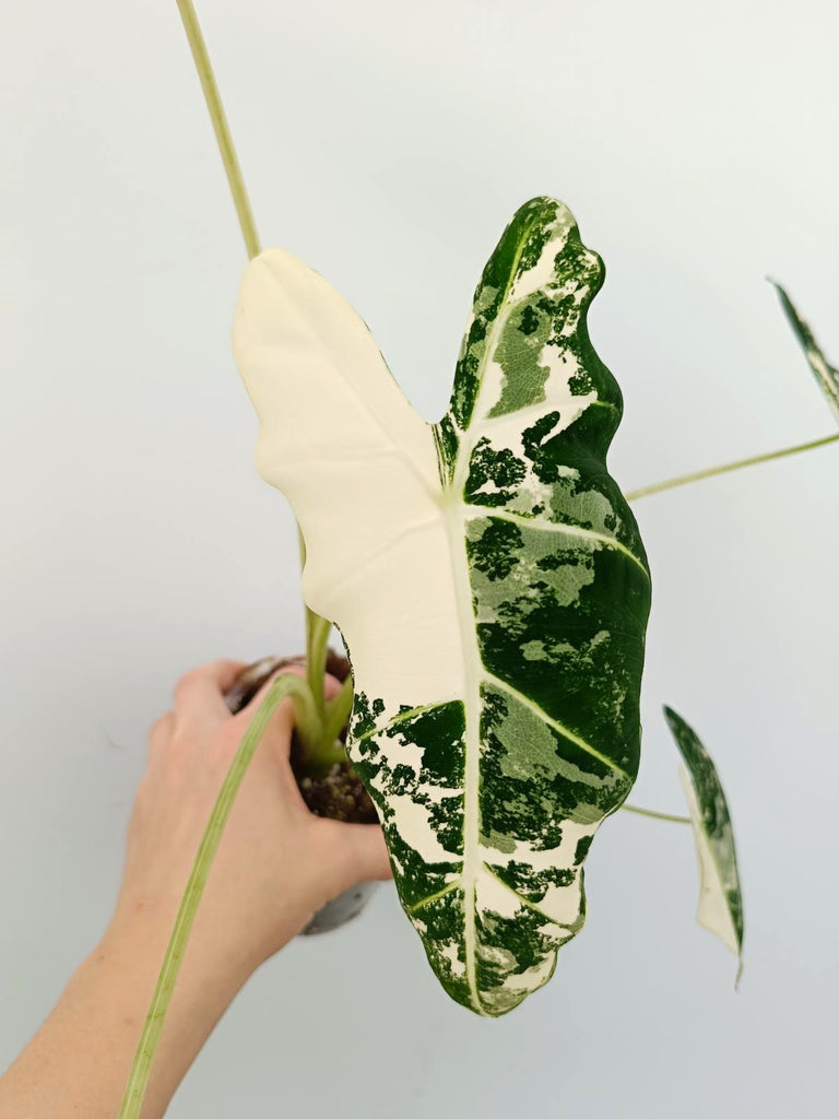 Alocasia micholitziana frydek variegata
