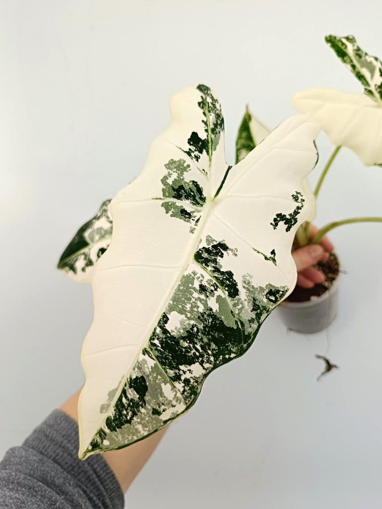 Alocasia micholitziana frydek variegata
